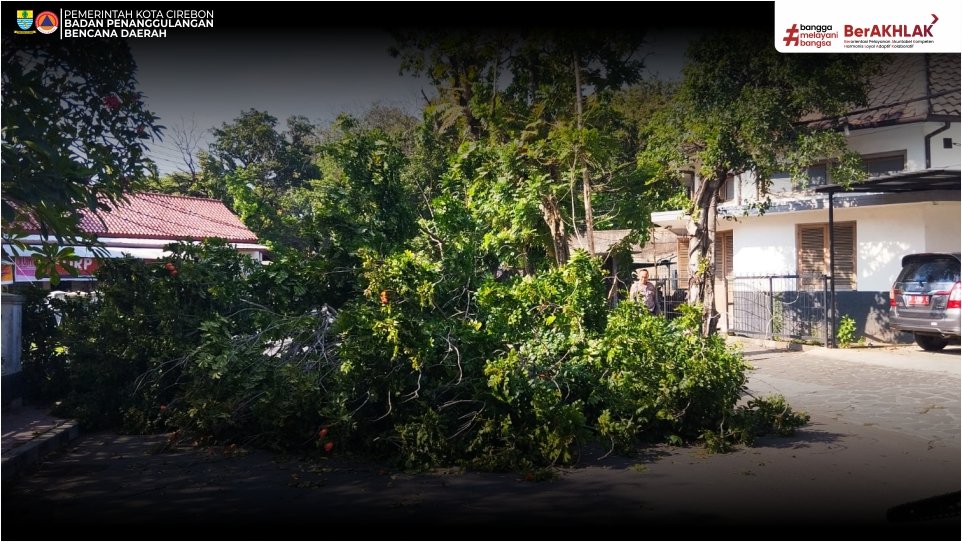 DIDUGA AKIBAT PELAPUKAN, POHON TUMBANG TUTUP AKSES  JALAN MERDEKA